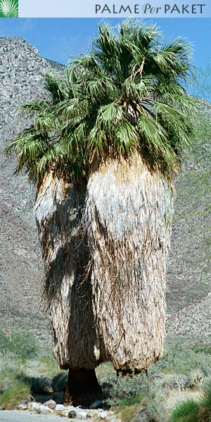 WasFil.jpg