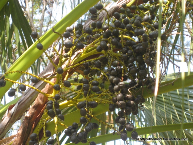 Bestand:Livistona chinensis zaad.jpg