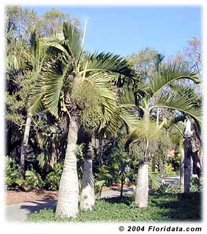 Bestand:Hyop la3.jpg