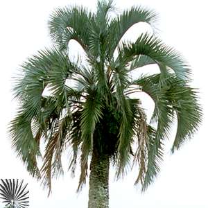Bestand:ButEri2.jpg