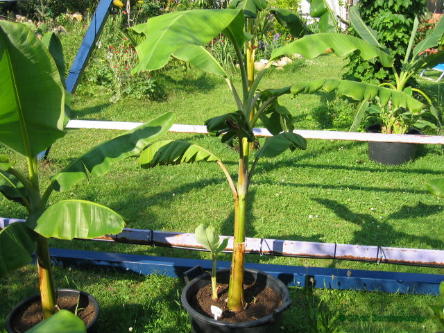 Bestand:Musa rose.jpg
