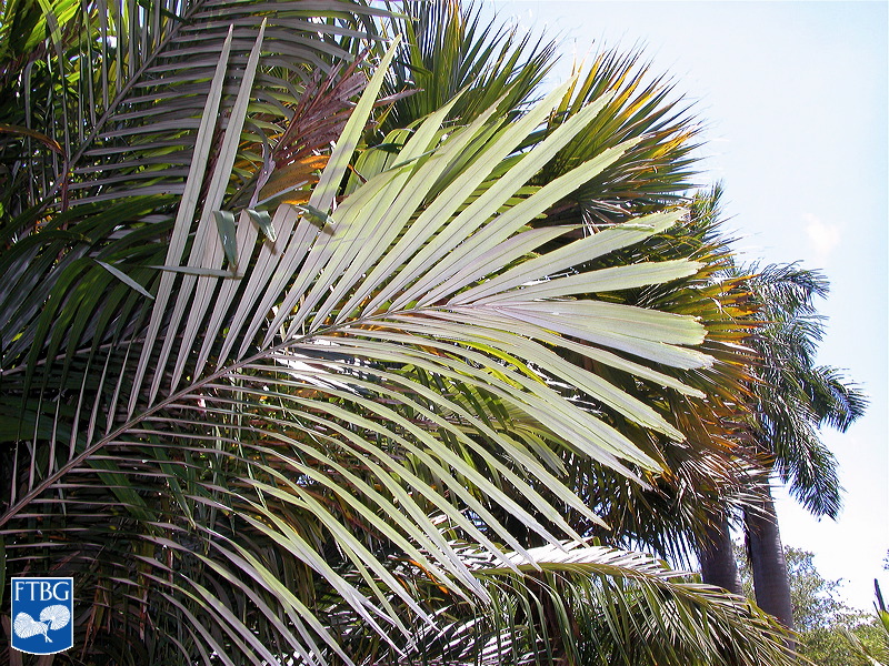 Bestand:Arenga engleri (Dwerg Suiker Palm) blad.jpg