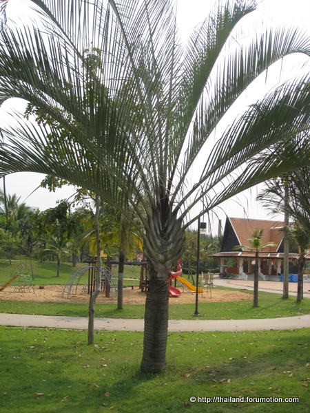 Bestand:Dypsis Decaryi.jpg