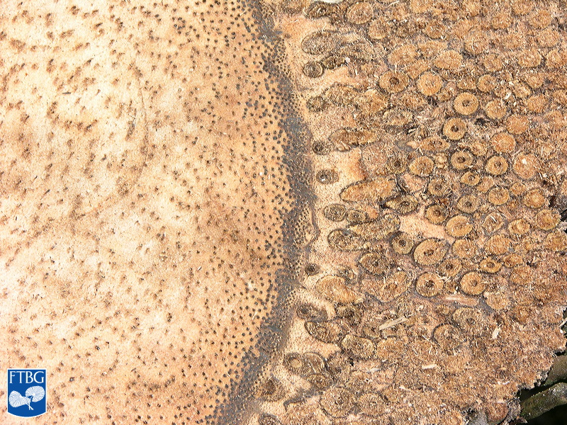 Bestand:Caryota rumphiana (Vissestaartpalm) doorsnede stam closeup.jpg