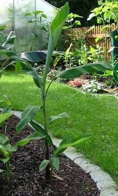 Bestand:Musa cheesmanii2.jpg
