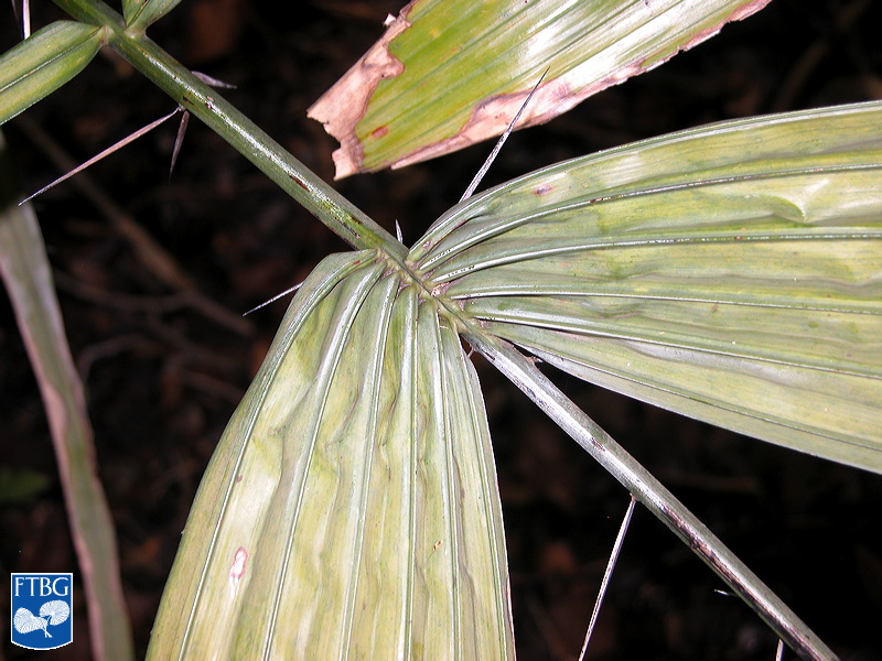 Bestand:Astrocaryum murumuru close up blad aanzet.jpg