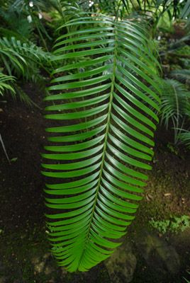 Lepidozamia Hopei.jpg