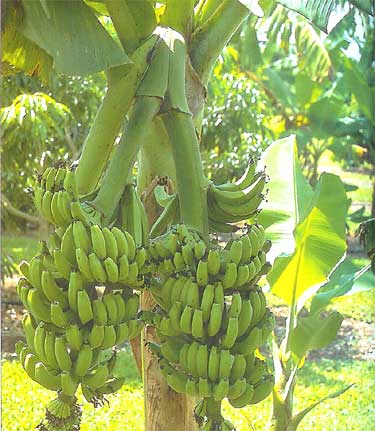 Bestand:Musa 'Double' (Mahoi).jpg