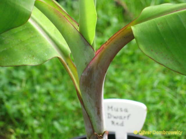 Bestand:Musa dwarf red groeipunt.jpg