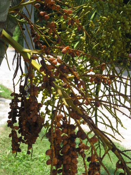 Bestand:IMG 5513.jpg
