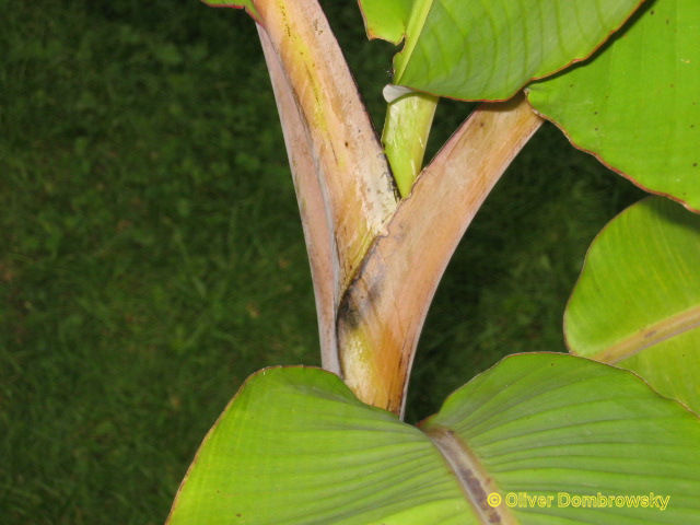 Bestand:Musa chini champa groeipunt.jpg