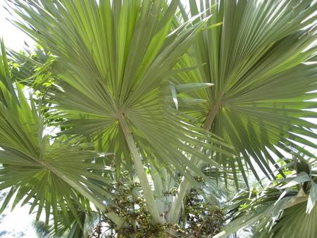 Bestand:Groen002.jpg