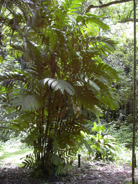 Bestand:Pinanga coronata.jpg
