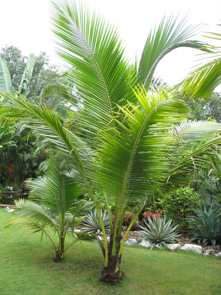 Bestand:Cocos nucifera Malayan Dwarf(2).jpg