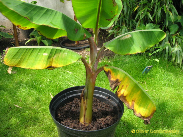 Bestand:Musa dwarf Red.jpg