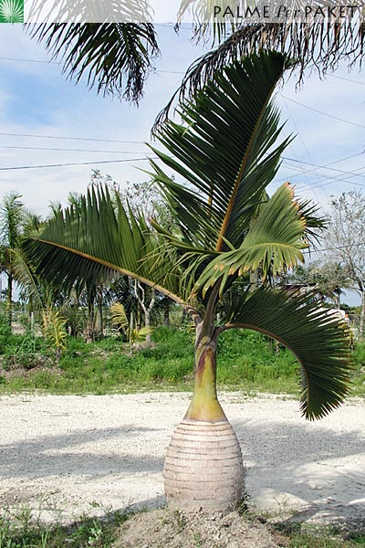 Bestand:HyoLag.jpg