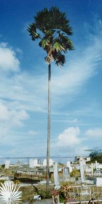 Bestand:CocBar.jpg