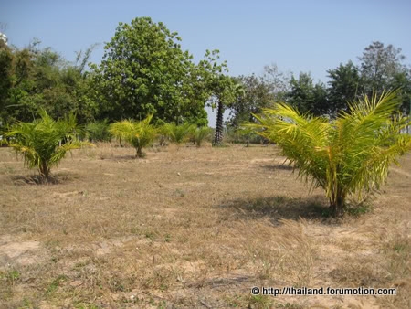 Bestand:Jonge palm 002.jpg
