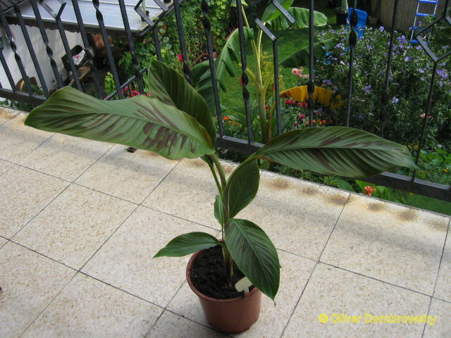 Bestand:Musa bordelon bananenplant 2.jpg