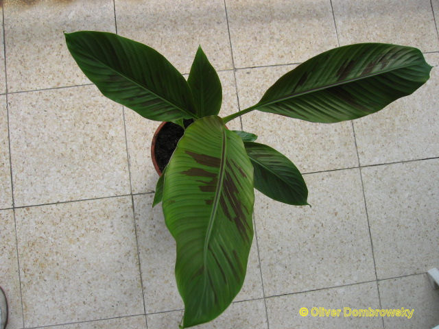 Bestand:Musa bordelon bananenplant.jpg