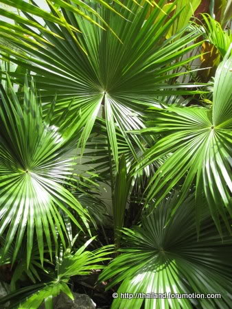Bestand:Livistonarotundifolia.jpg