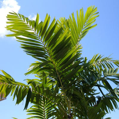 Bestand:Ptychosperma macarthurii.jpg