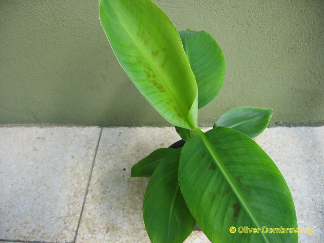 Bestand:Musa double (Mahoi).jpg