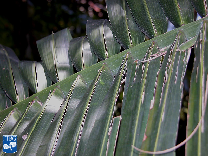 Bestand:Attalea amygdalina blad close up.jpg