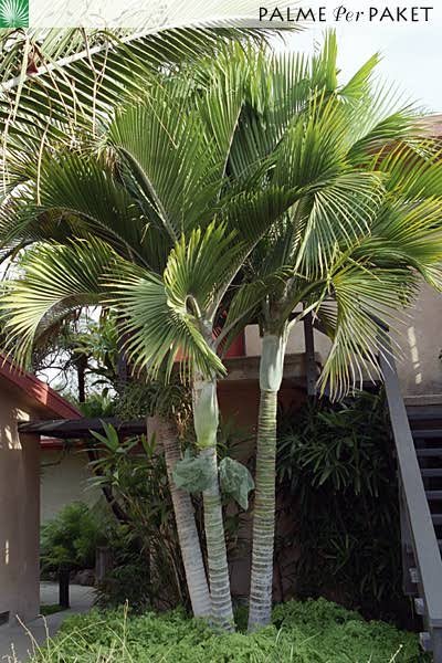Bestand:HedCan2.jpg