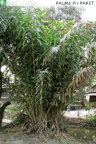 Bestand:SalWal.jpg