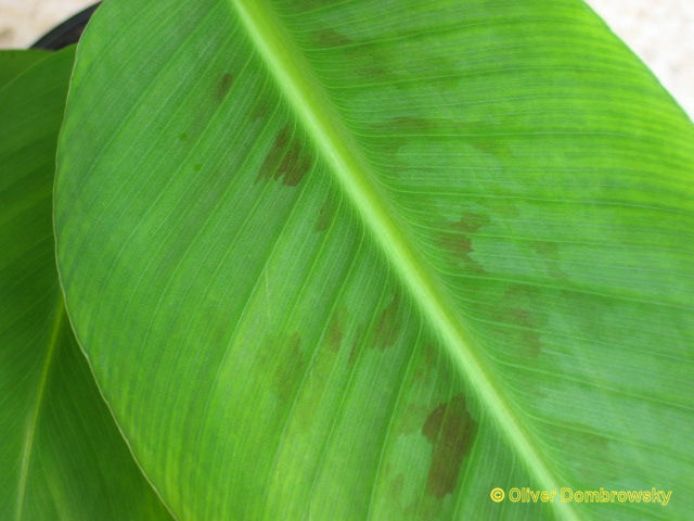 Bestand:Musa double (Mahoi) blad.jpg