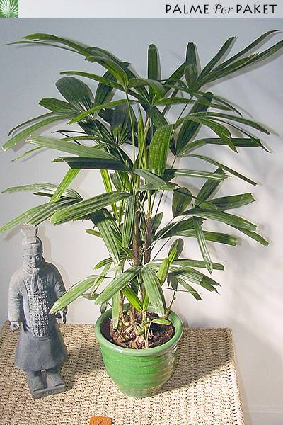 Bestand:RhaExc.jpg