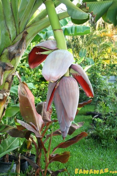 Bestand:Musa dwarf namwah bloem.jpg