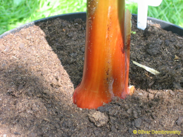 Bestand:Musa dwarf cavendish stam.jpg