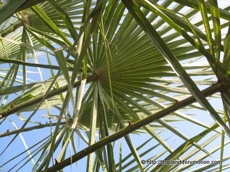 Bestand:Copernicia alba blad.jpg