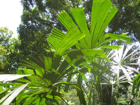 Bestand:Licula Spinosa002.jpg