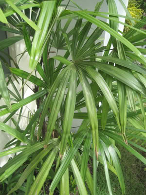 Bestand:Rhapis excelsa003.jpg