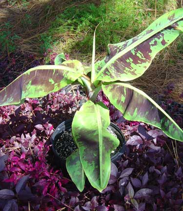 Bestand:Musa high color mini.jpg