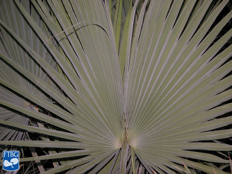 Bestand:Brahea aculeata achterzijde blad.jpg
