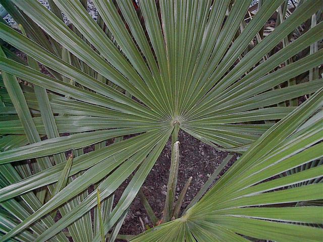 Bestand:Blad fotunei detail.jpg