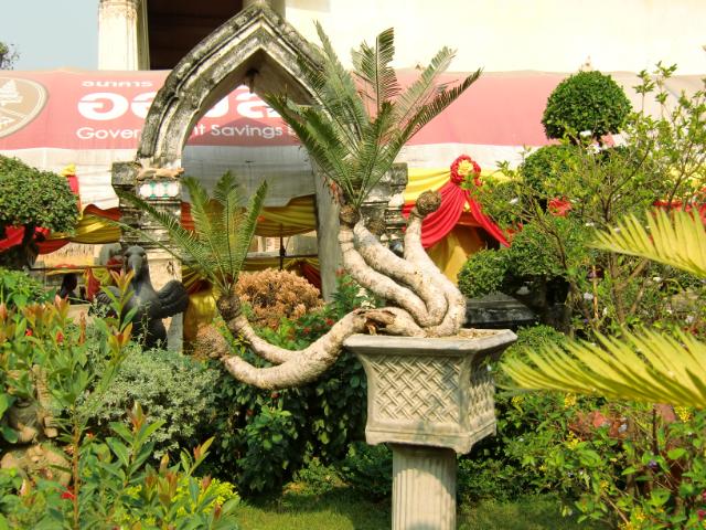 Bestand:Cycas clivolia 5.jpg