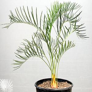Bestand:MacMoo3.jpg