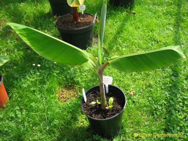 Bestand:Musa dwarf red.jpg