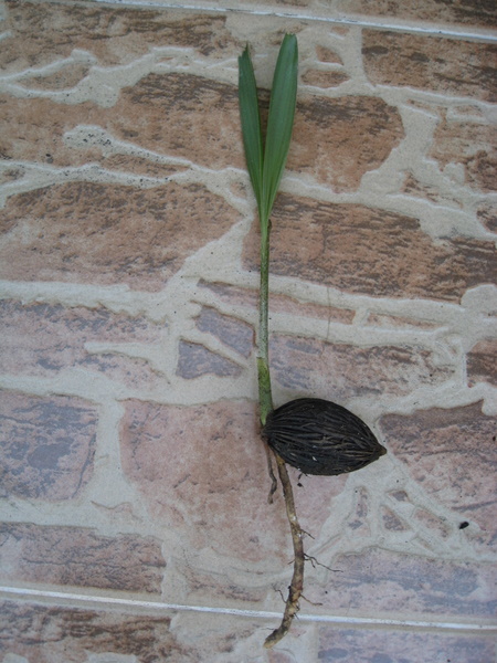 Bestand:IMG 5597.jpg