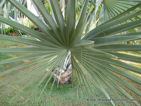 Bestand:Blue Latan Palm blad.jpg