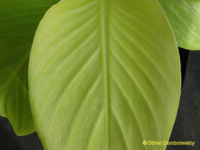 Bestand:Musa snow white blad 2.jpg
