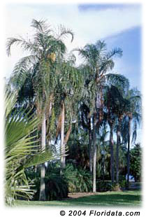 Bestand:Syag ro1.jpg