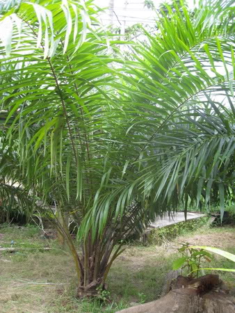 Bestand:Salak001.jpg