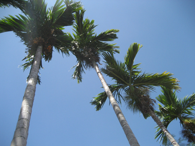 Bestand:Betelpalm.jpg