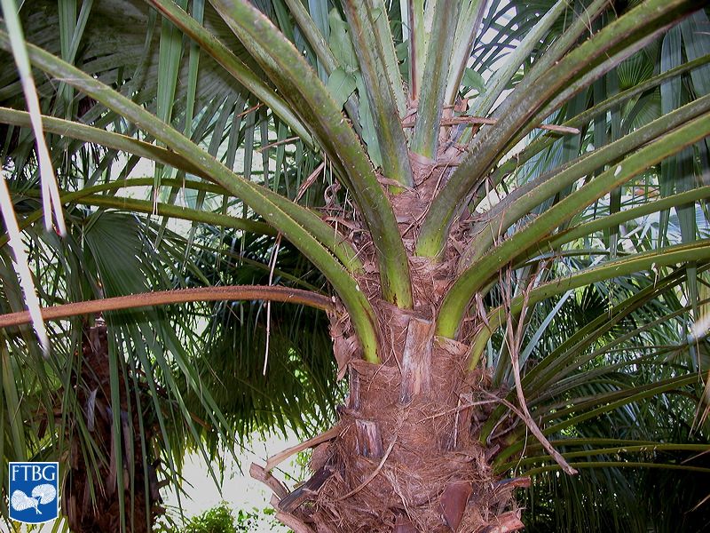 Bestand:Brahea dulcis (Rotspalm) stam met bladstelen.jpg